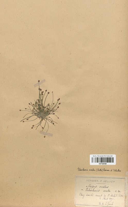 Eleocharis ovata (Cyperaceae)