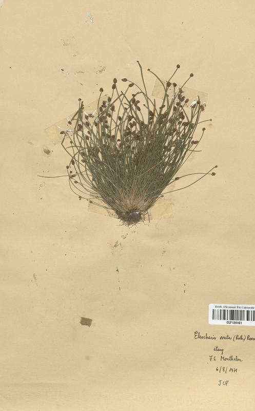 Eleocharis ovata (Cyperaceae)