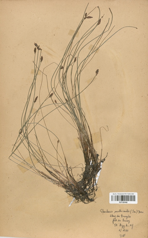 Eleocharis multicaulis (Cyperaceae)
