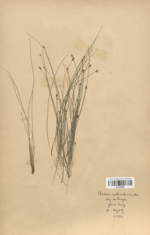 Eleocharis multicaulis (Cyperaceae)
