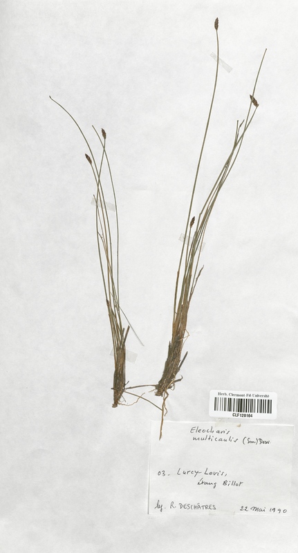 Eleocharis multicaulis (Cyperaceae)