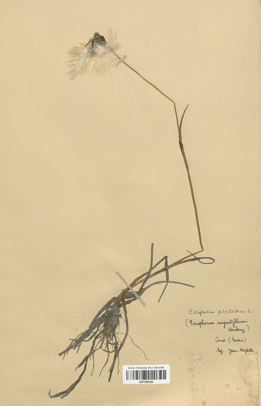 Eriophorum augustifolium (Cyperaceae)