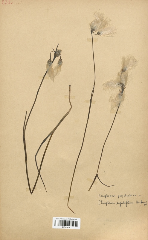 Eriophorum augustifolium (Cyperaceae)