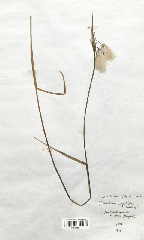 Eriophorum augustifolium (Cyperaceae)