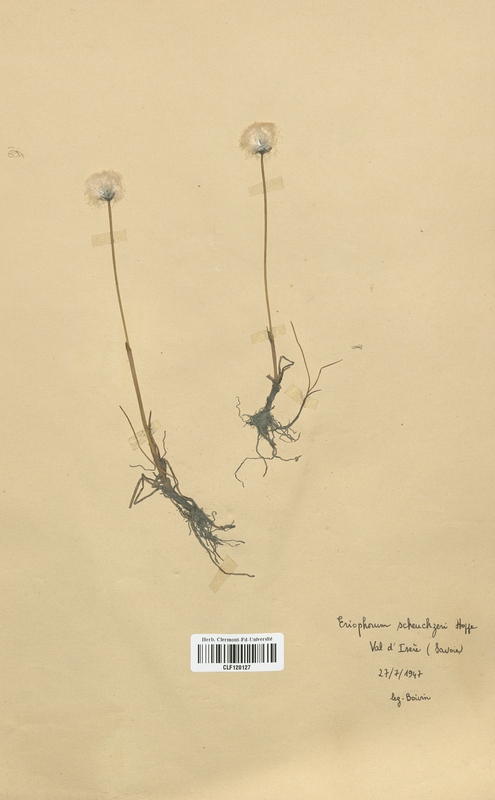 Eriophorum scheuchzeri (Cyperaceae)
