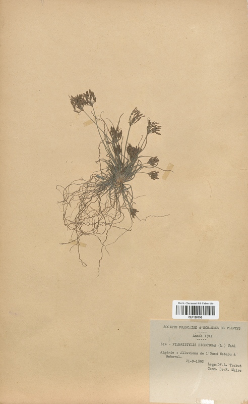 Fimbristylis dichotoma (Cyperaceae)