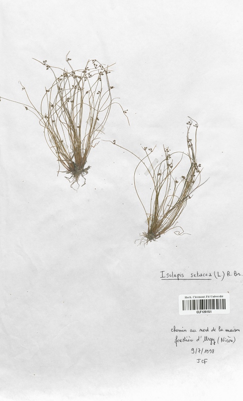 Isolepis setacea (Cyperaceae)