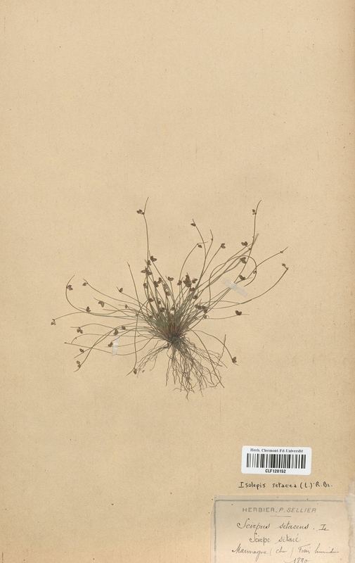 Isolepis setacea (Cyperaceae)