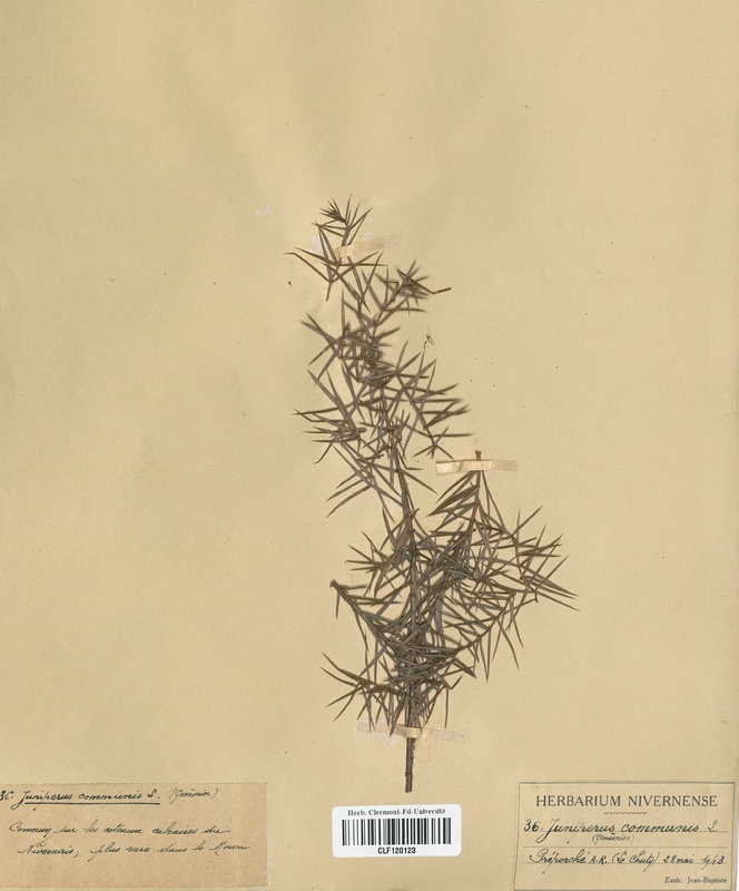 Juniiperus communis (Cyperaceae)