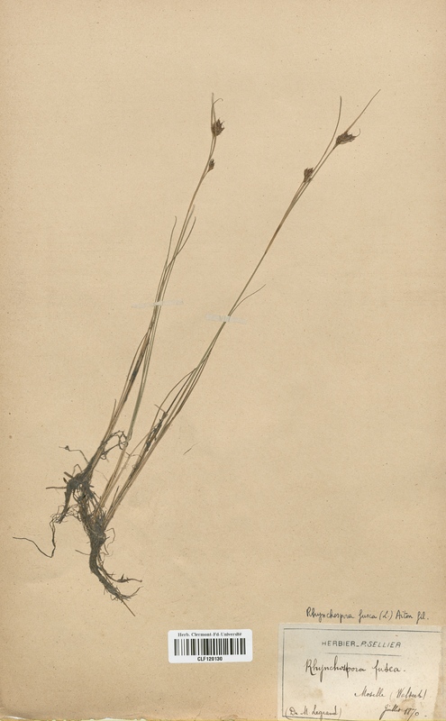 Rhynchospora fusea (Cyperaceae)