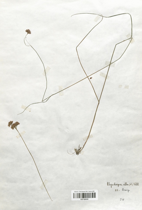Rhynchospora alba (Cyperaceae)