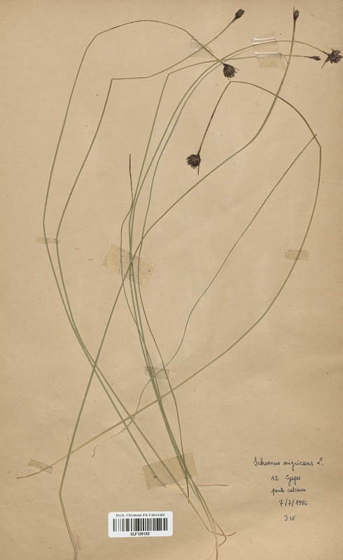 Schoenus nigriscans (Cyperaceae)