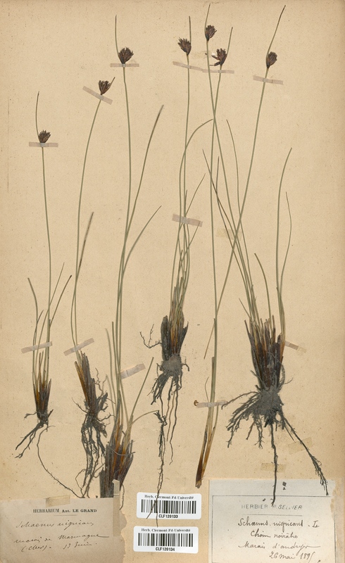 Schoenus nigriscans (Cyperaceae)