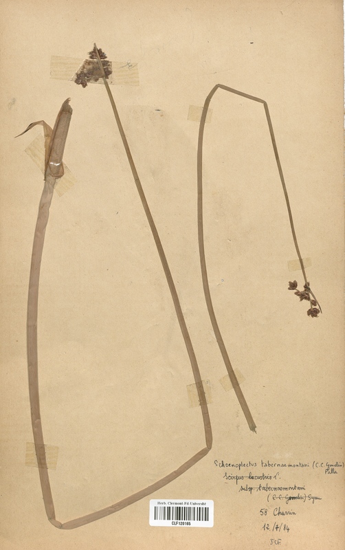 Schoenoplectus tabernaemontani (Cyperaceae)