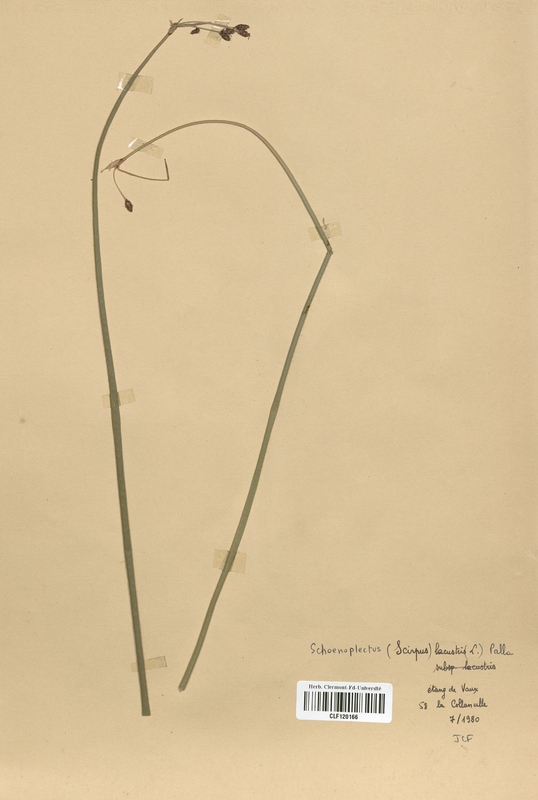 Schoenoplectus lacustris (Cyperaceae)