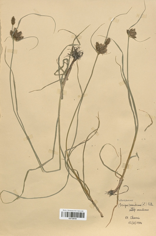 Scirpus maritimus (Cyperaceae)