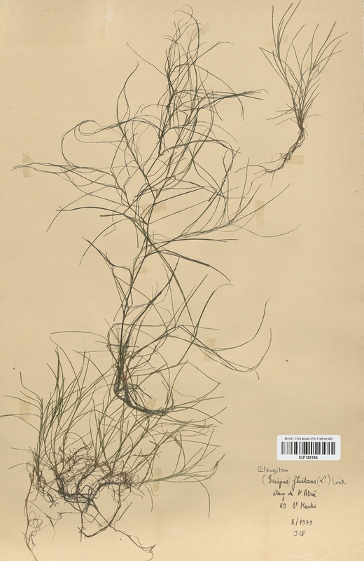 Scirpus fluitans (Cyperaceae)