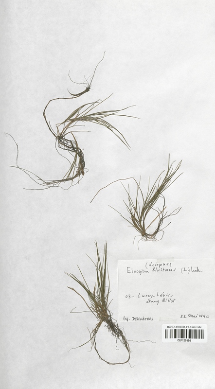 Scirpus fluitans (Cyperaceae)