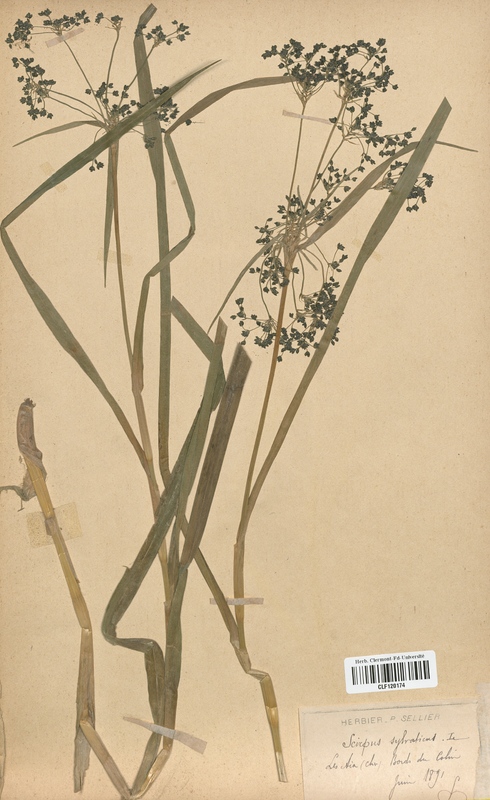 Scirpus sylvaticus (Cyperaceae)