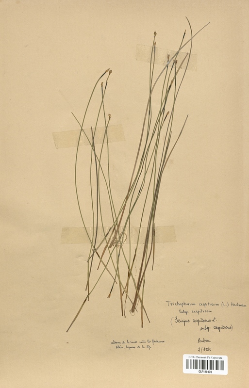 Trichophorum cespitosum (Cyperaceae)