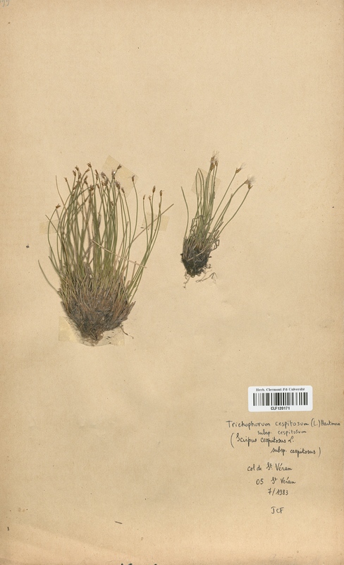 Trichophorum cespitosum (Cyperaceae)