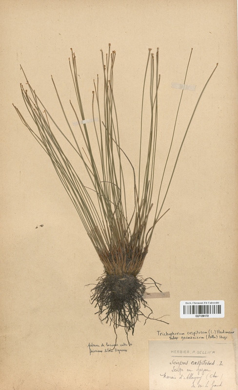 Trichophorum cespitosum (Cyperaceae)