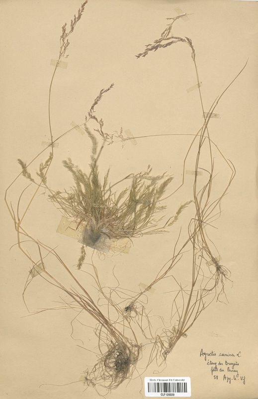 Agrostis canina (Poaceae)