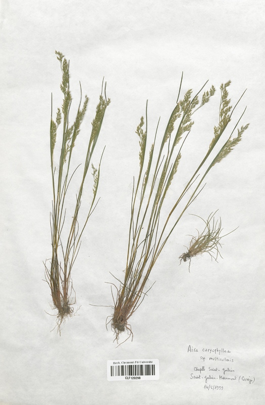 Aira caryophyllea (Poaceae)