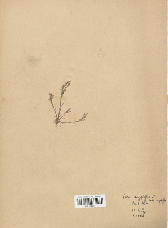 Aira caryophyllea (Poaceae)
