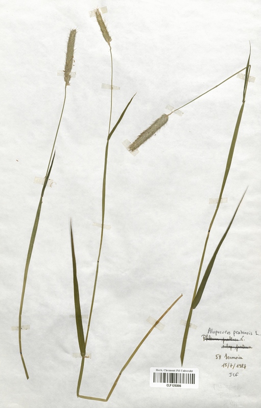 Alopecurus pratensis (Poaceae)
