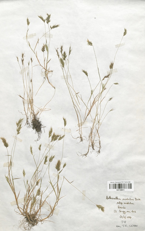 Anthoxanthum aristatum (Poaceae)