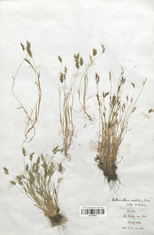 Anthoxanthum aristatum (Poaceae)