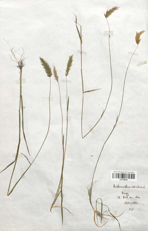Anthoxanthum odoratum (Poaceae)