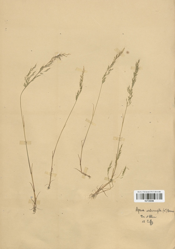 Apera interrupta (Poaceae)