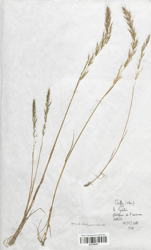 Apera interrupta (Poaceae)