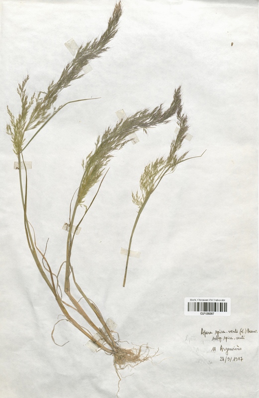 Apera spica venti (Poaceae)