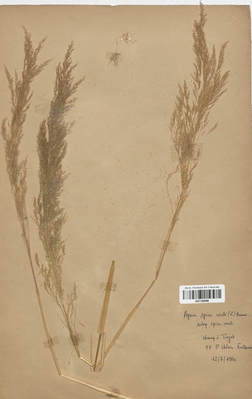 Apera spica venti (Poaceae)