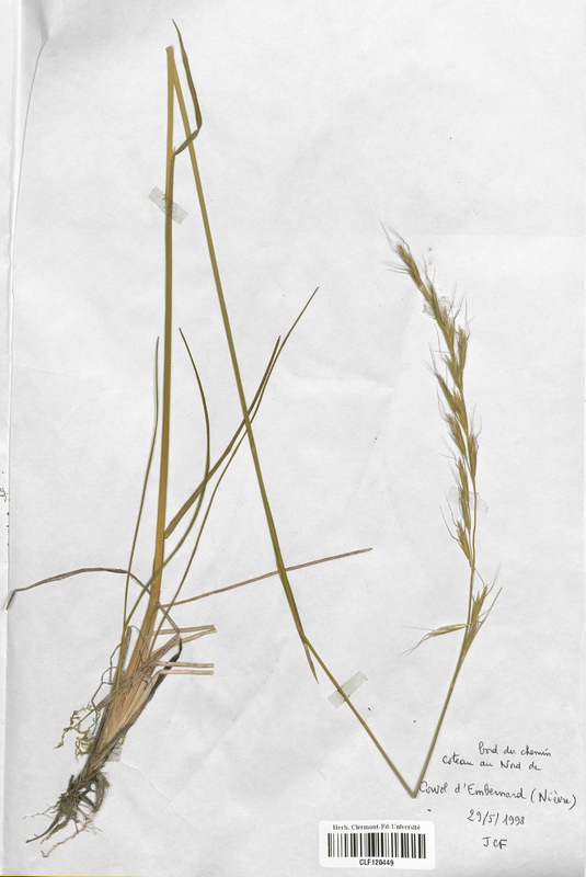 Avenula pratensis (Poaceae)