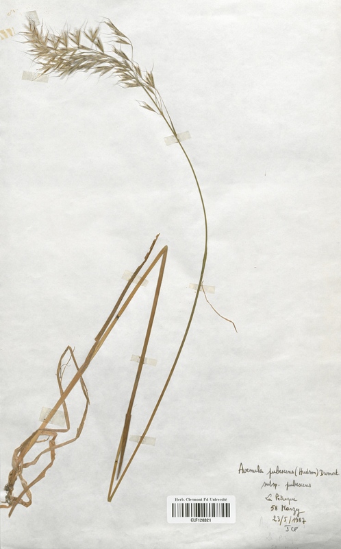 Avenula pubescens (Poaceae)