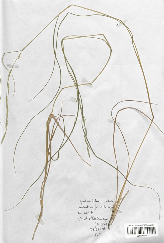 Brachypodium pinnatum gracile (Poaceae)