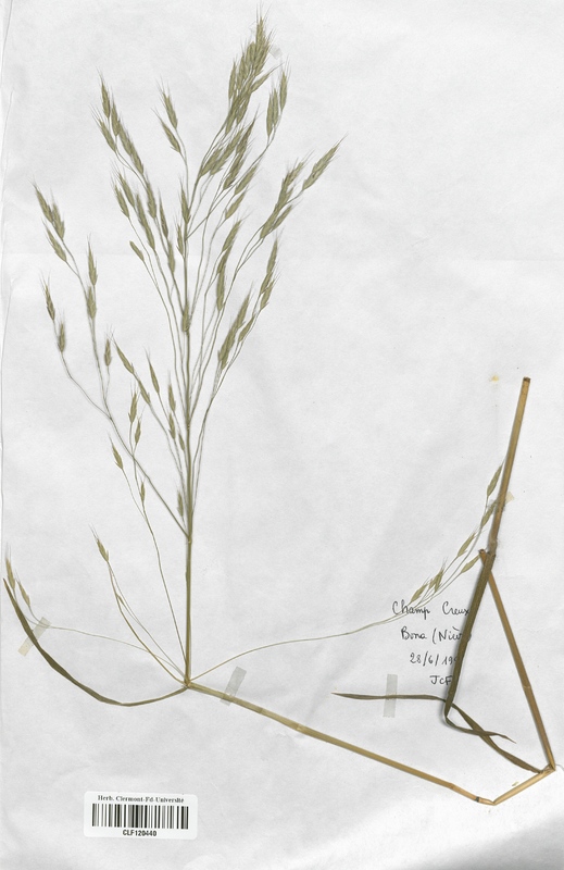 Bromus arvensis (Poaceae)