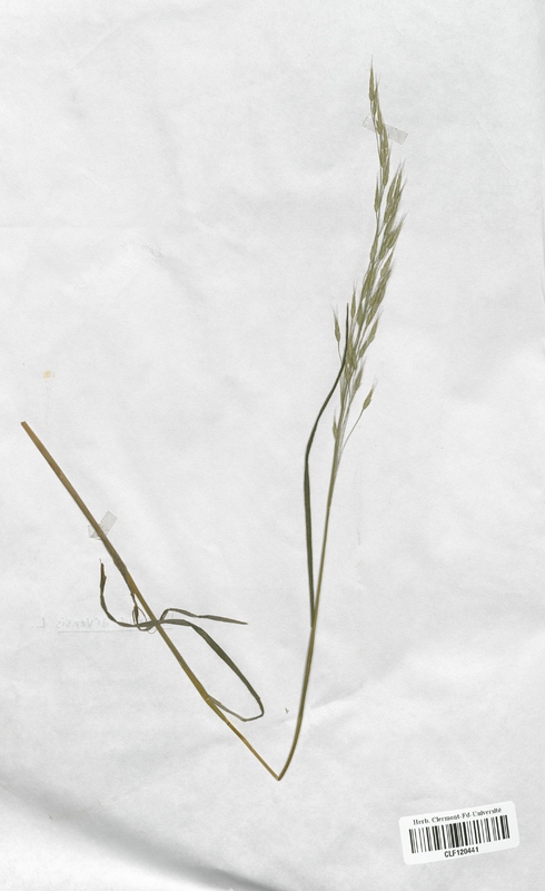 Bromus arvensis (Poaceae)