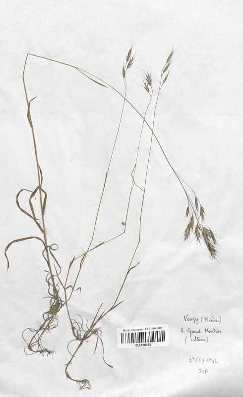 Bromus arvensis (Poaceae)