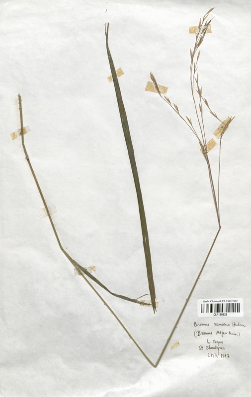 Bromus asper (Poaceae)