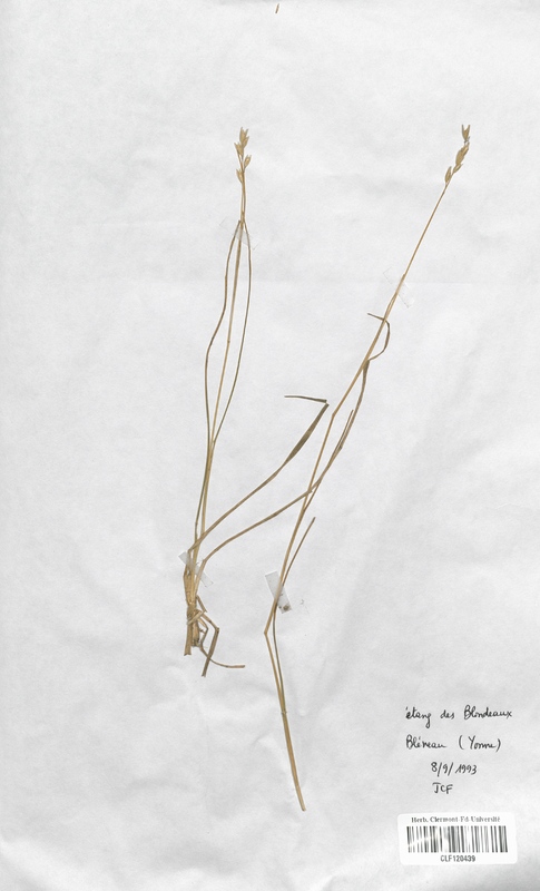 Bromus catharticus (Poaceae)