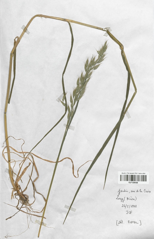 Bromus commutatus (Poaceae)
