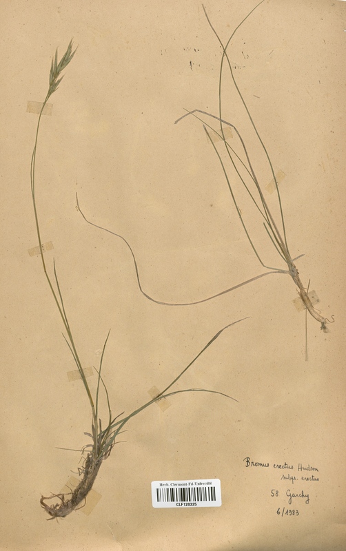 Bromus erectus (Poaceae)