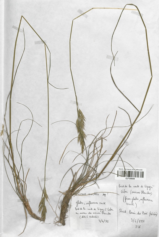 Bromus erectus (Poaceae)