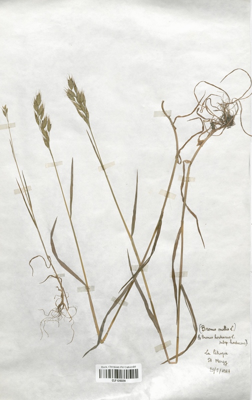 Bromus hordeaceus (Poaceae)