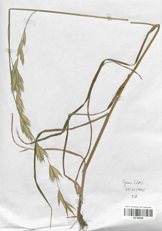 Bromus hordeaceus microstachys (Poaceae)